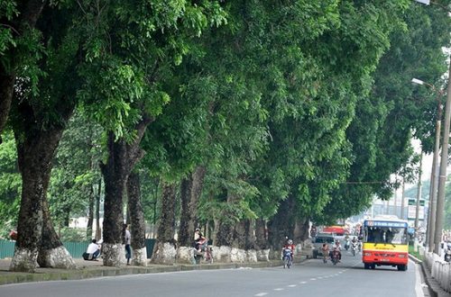 Hà Nội chuyển 1000 cây xanh công trình trên đường Phạm Văn Đồng