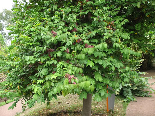 Lá khế