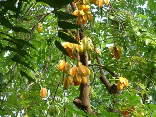 Mua cây khế giống chất lượng cao