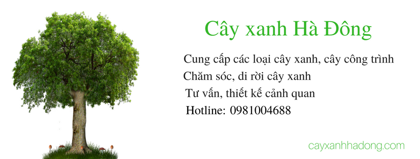 cây xanh hà đông, cây công trình, trồng cây xanh, mua bán cây công trình