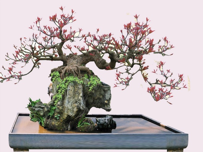 Giá mua bán cây lộc vừng bonsai cảnh là bao nhiêu ?