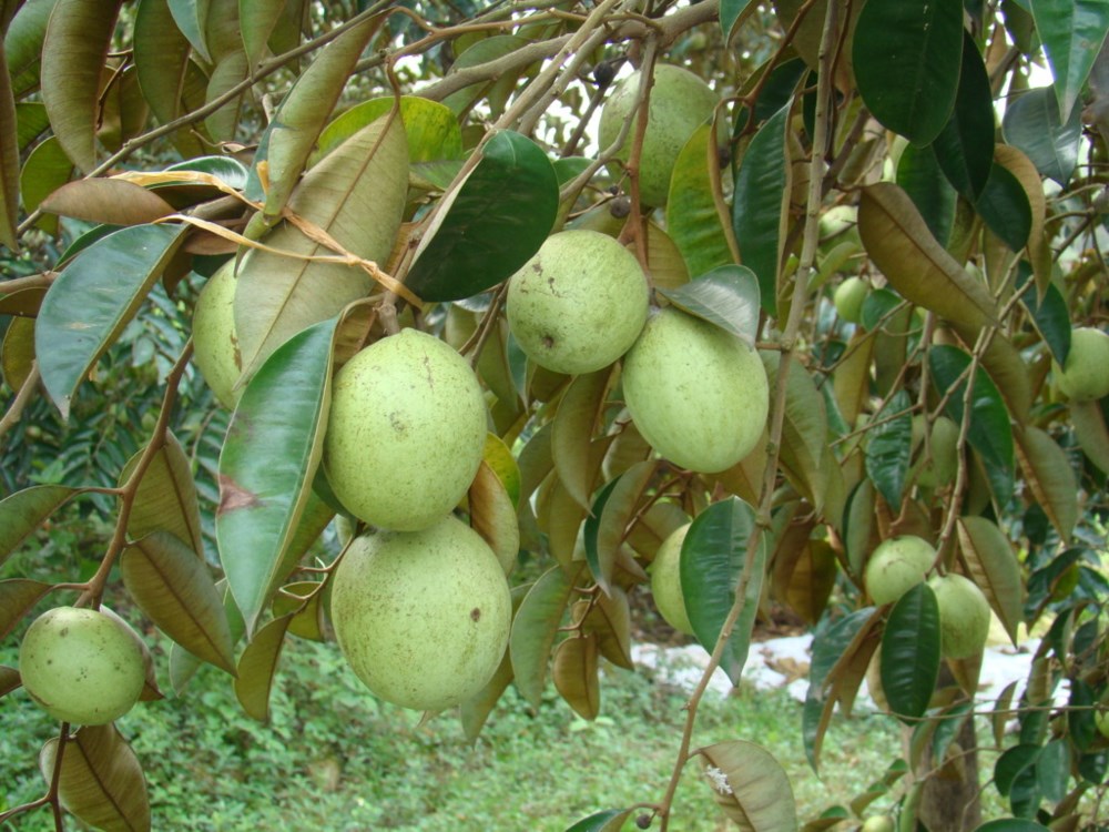 cây vú sữa