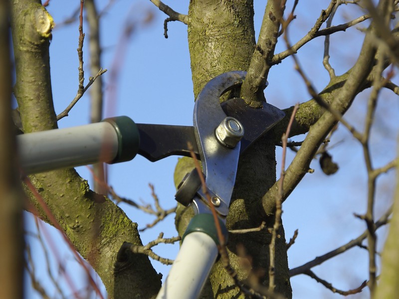 Tự cắt hoặc thuê đơn vị cắt tỉa cành cây theo chu kì