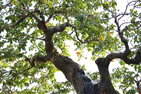 thân cây khế cổ thụ