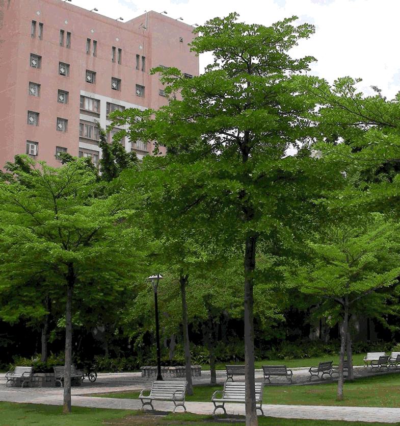 Bán cây bàng Đài Loan