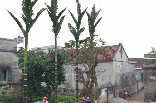Trồng cây tại nhà thờ họ Tp.Nam Định
