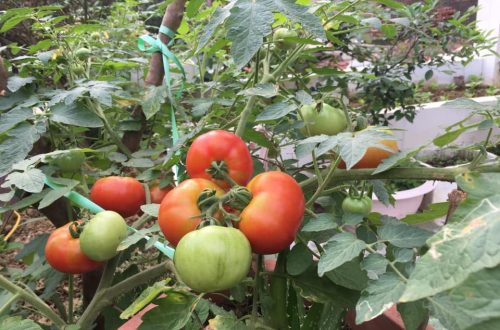 Cây cà chua trồng trên sân thượng