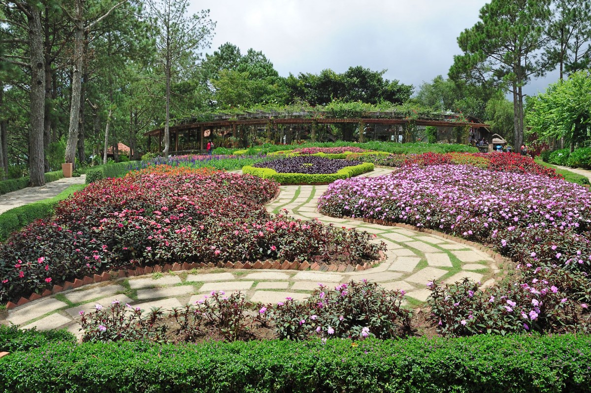 Cây Cẩm Tú Mai - cây bụi công trình cho hoa đẹp