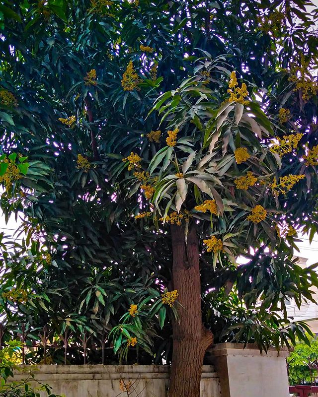 Hình ảnh cây Xoài tại Vườn Cây Xanh Hà Đông