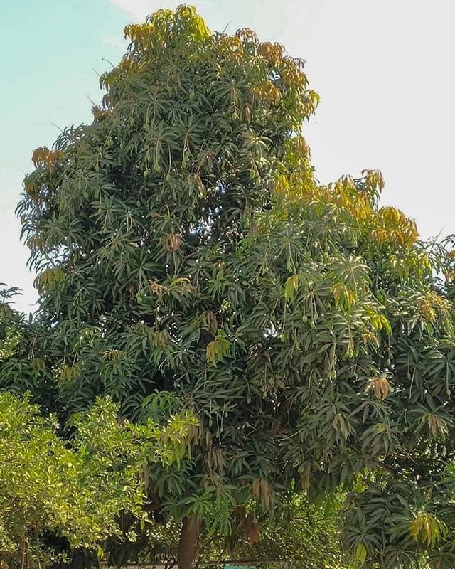 Hình ảnh cây Xoài tại Vườn Cây Xanh Hà Đông