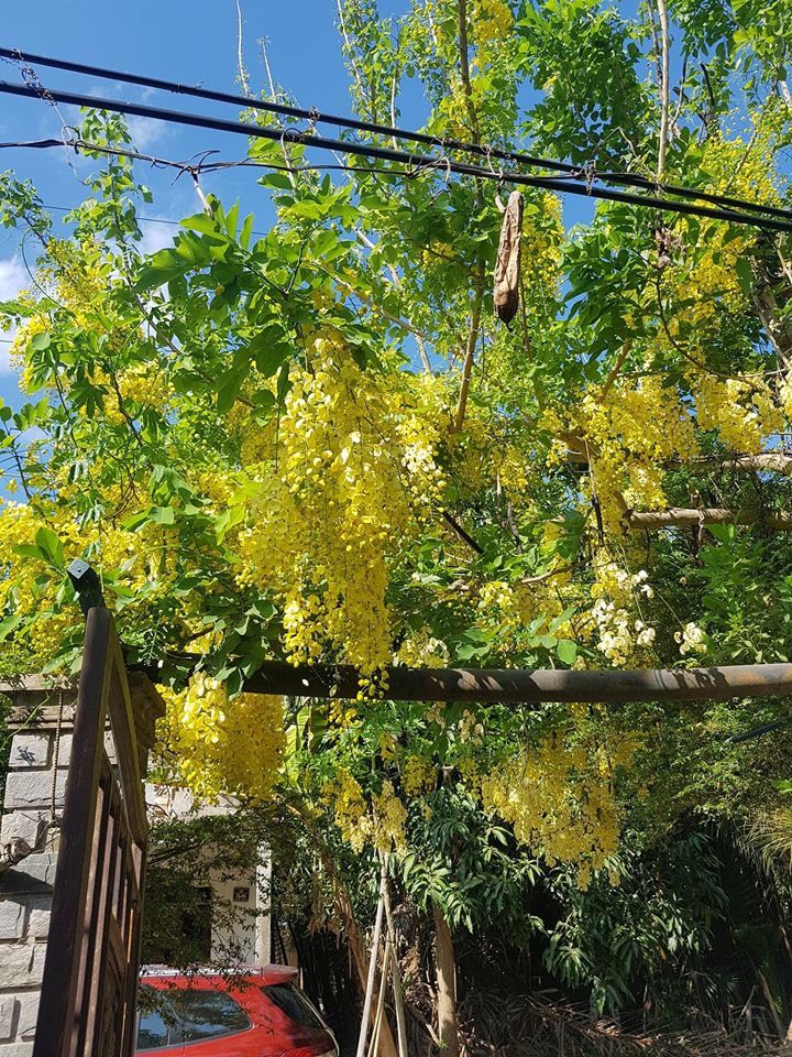 Mua cây Osaka hoa vàng