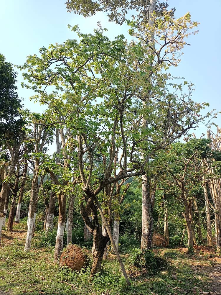 Cây Bồ Quân được vườn cây xanh Hà Đông