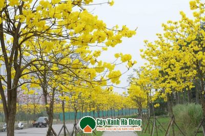 Cây Phong Linh hay còn có tên gọi là cây hoa Chuông Vàng